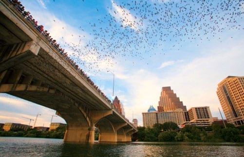 austin-bridge-bats